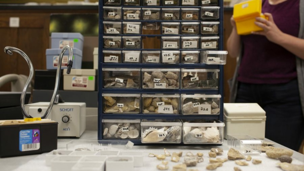 Fossils